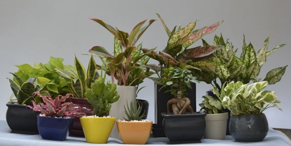 Send live plants store for mother's day