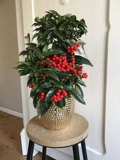 Berries Christmas Plant