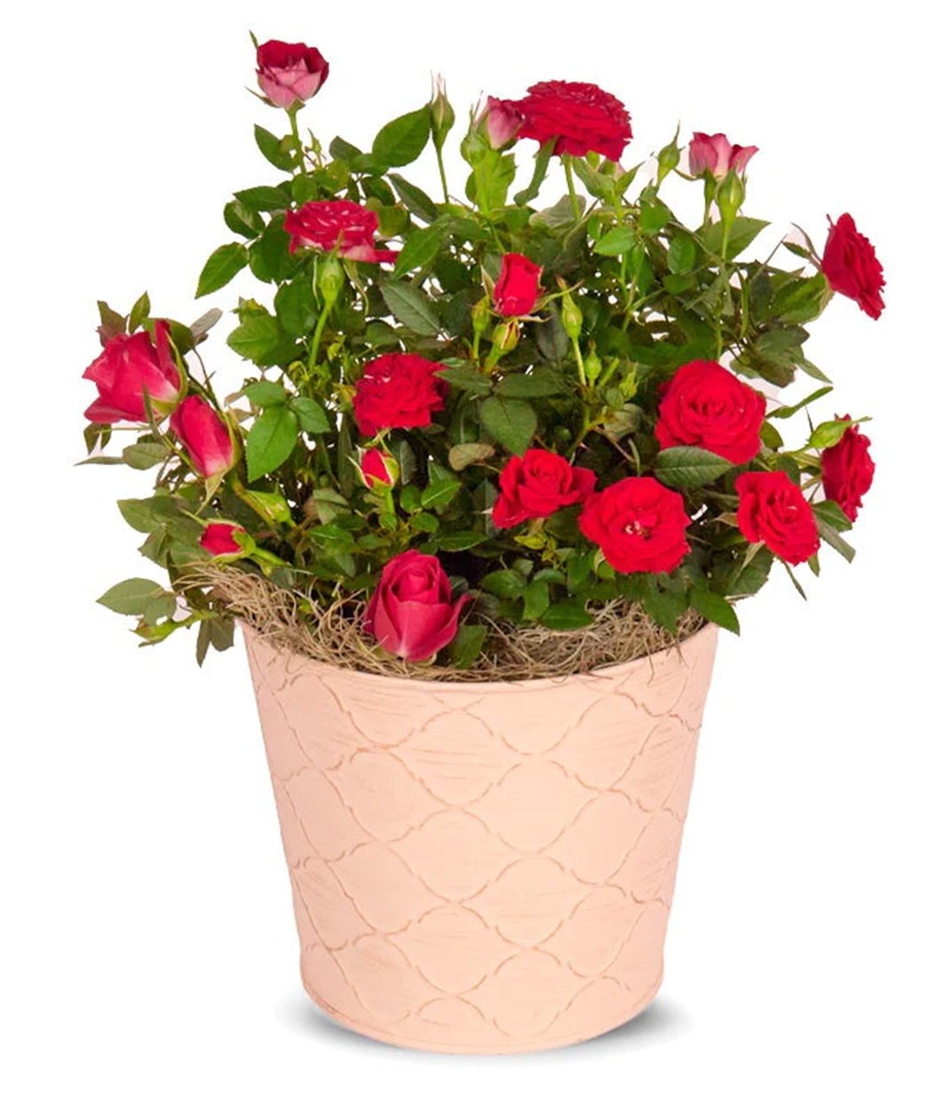Blooming Red Rose Plant