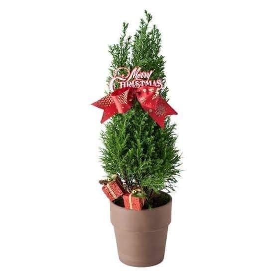 Christmas Tree Plant