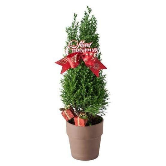 Christmas Tree Plant