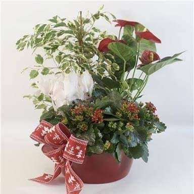 Festive Plant in Pot