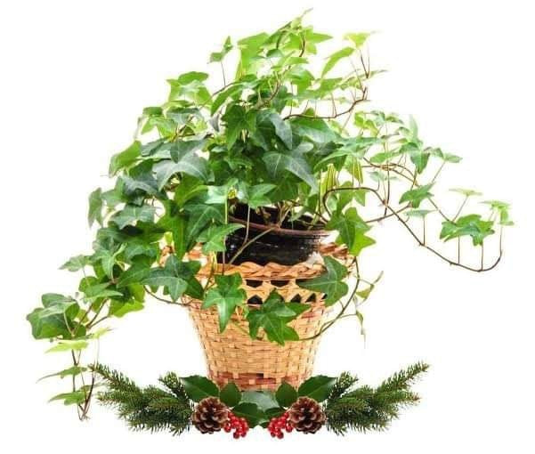 Hanging Plant