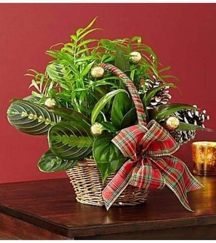 Festive Plants with Ferrero Chocolate