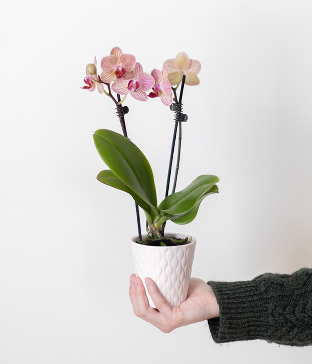 Strawberry Lemonade Mini Orchid Plant