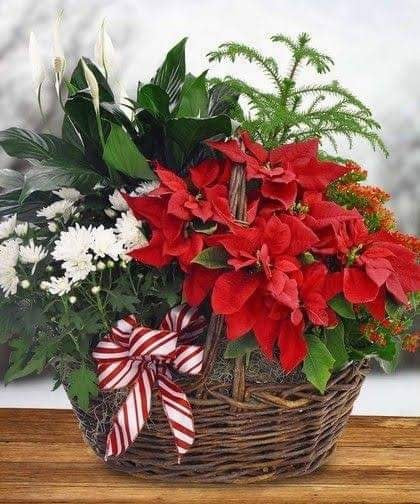 Assorted Flowers and Plants