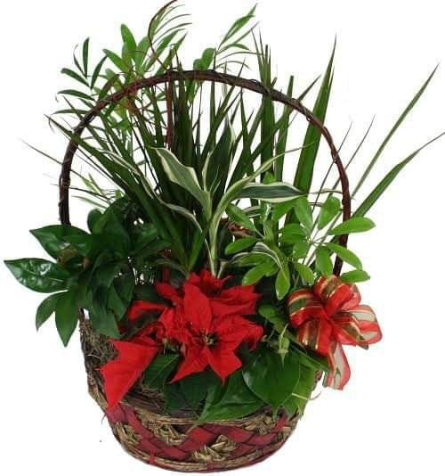Poinsettia with Assorted Green Plants