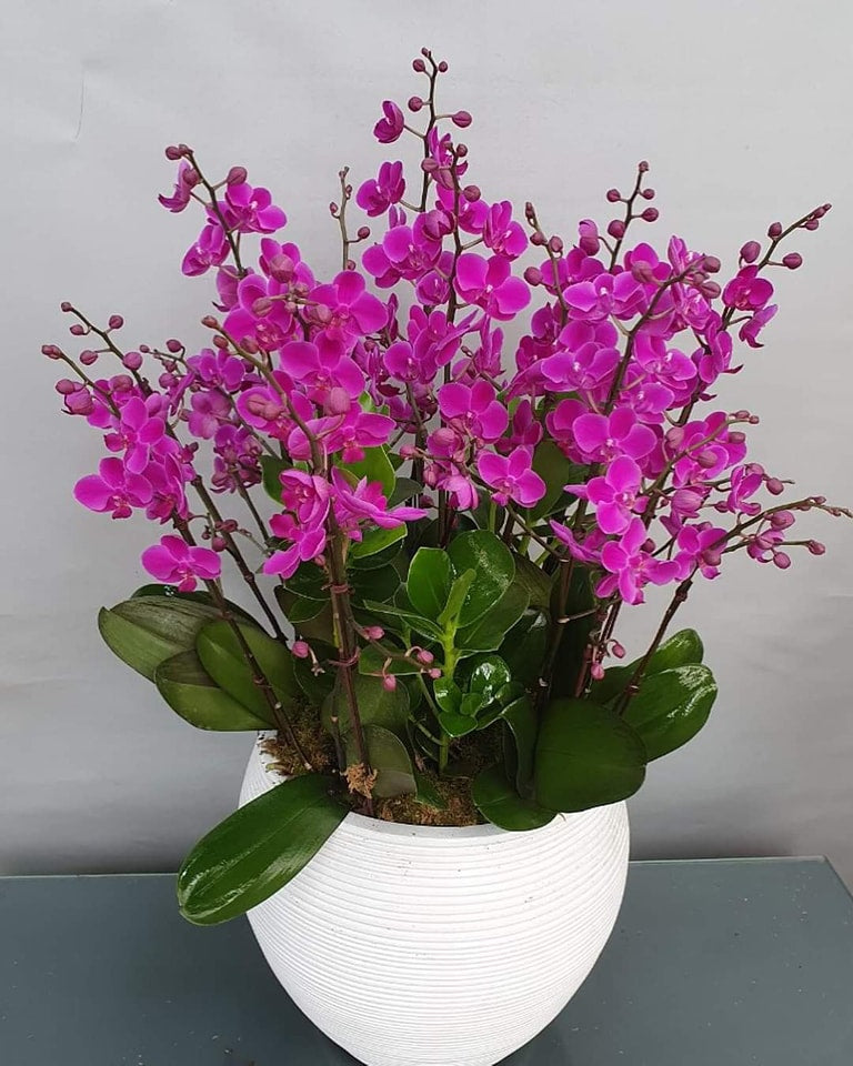 Mini Purple Orchid