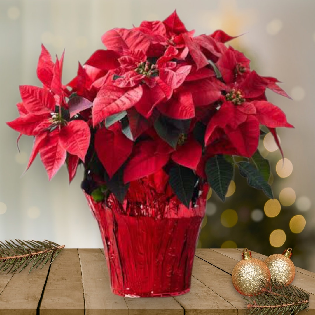 Poinsettia Plant in Red Pot
