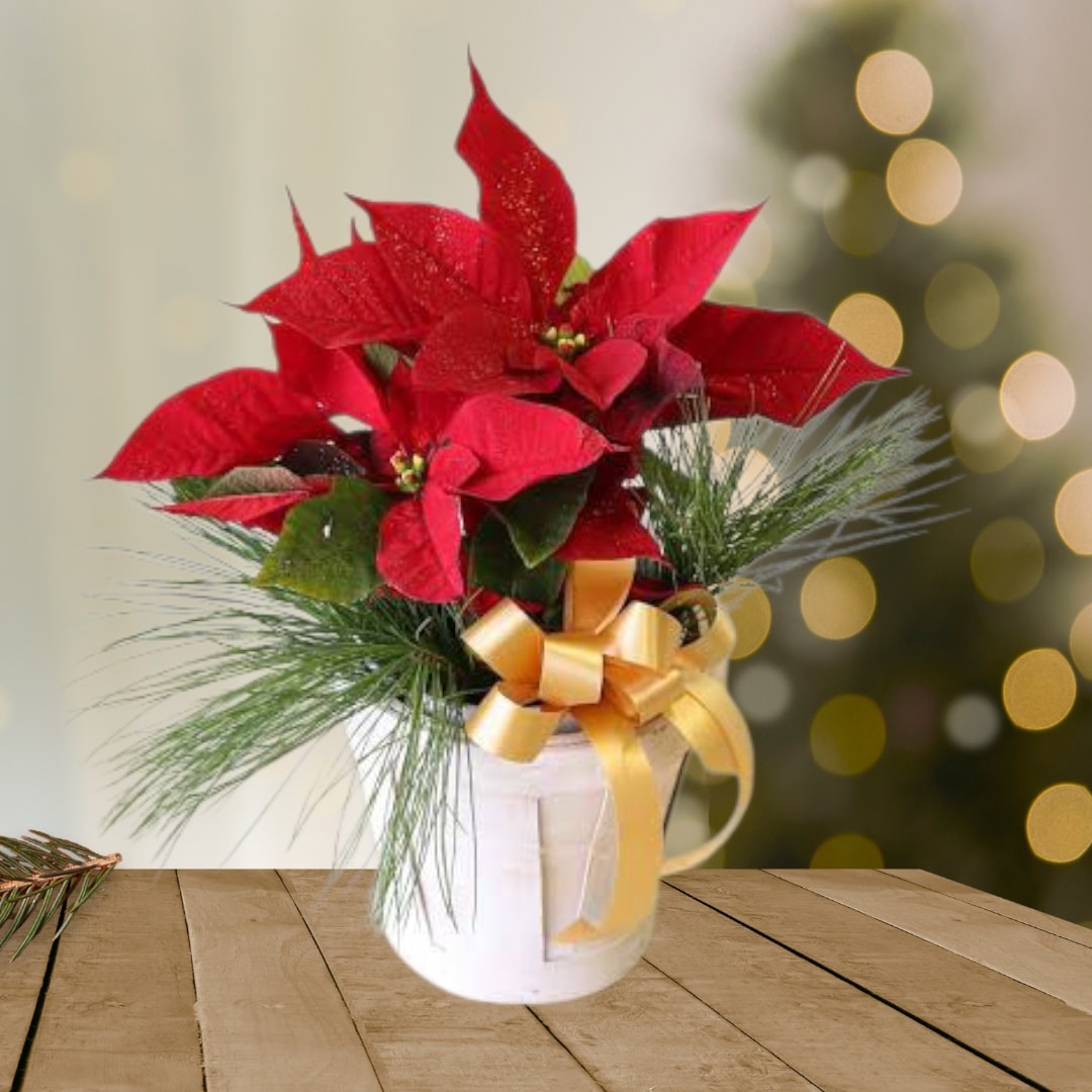 Poinsettia Plant in White Pot