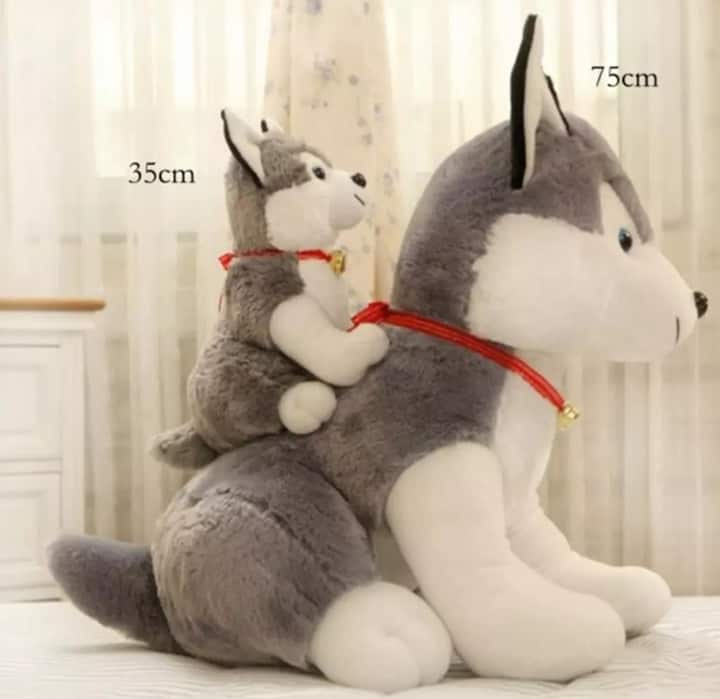 Husky Puppy