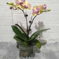 Two Toned Orchid in Vase