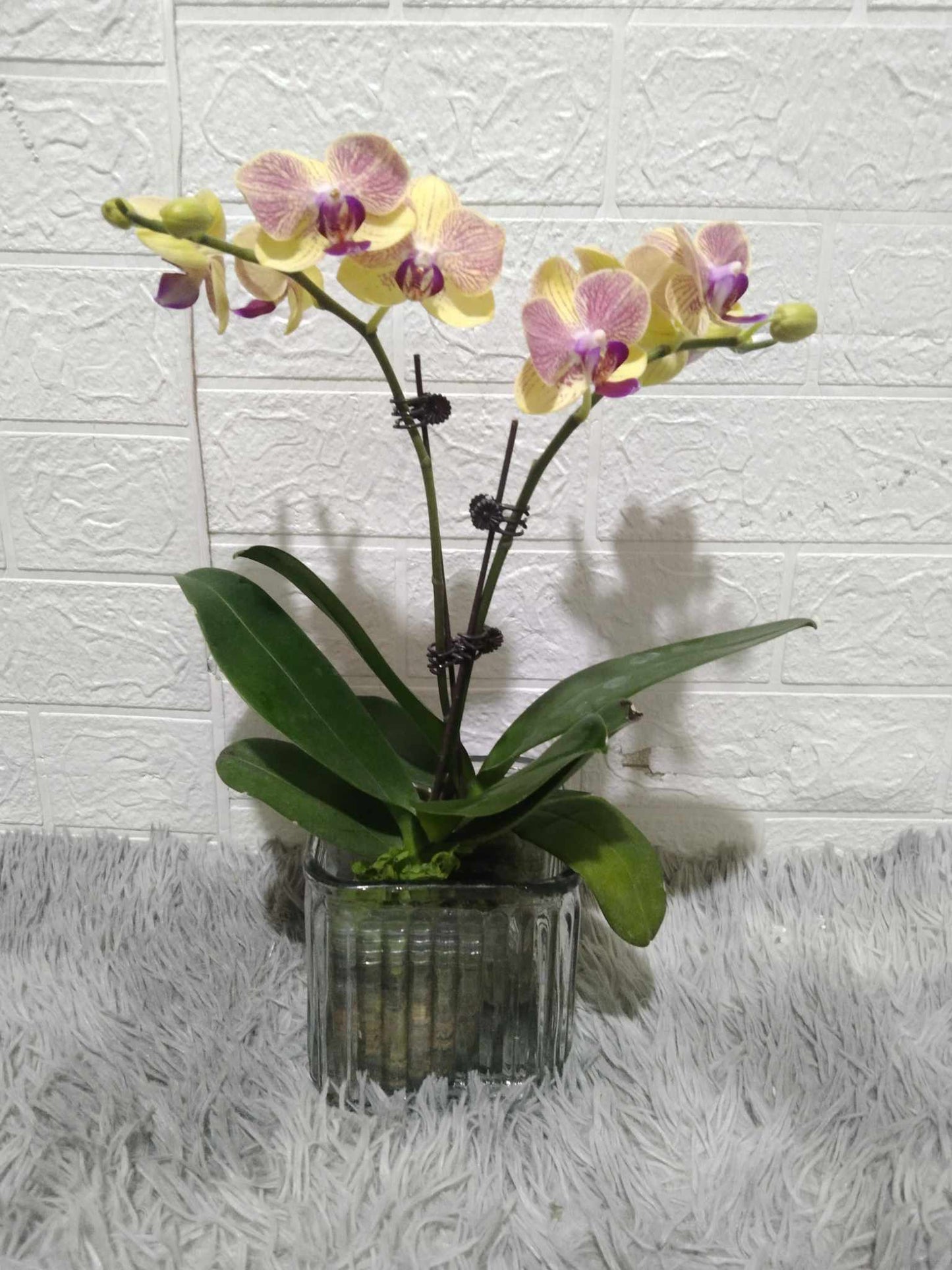 Two Toned Orchid in Vase