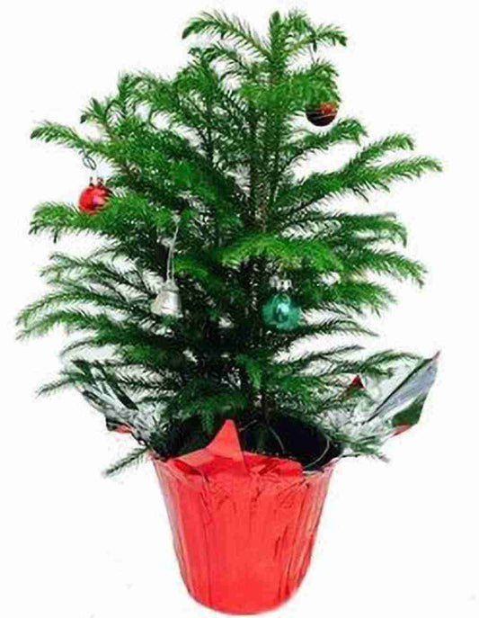 Christmas Tree Plant