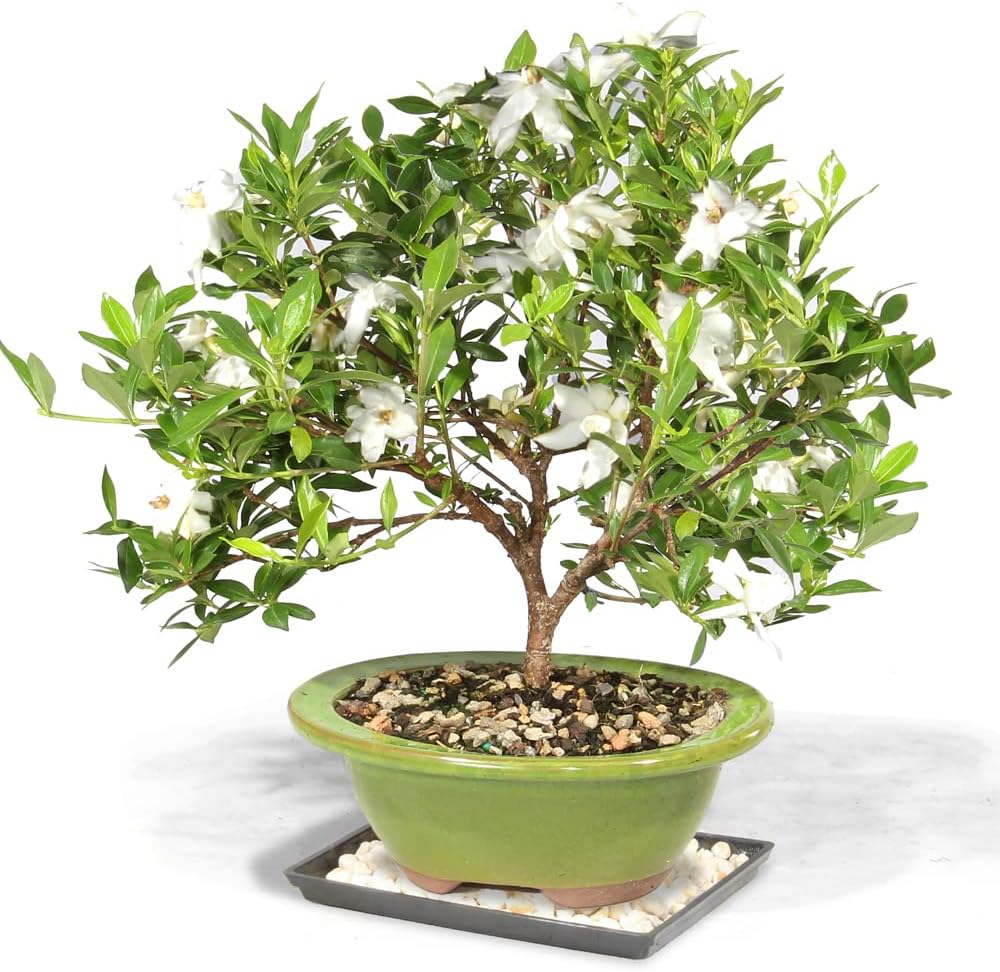 Deluxe Gardenia Bonsai Planter