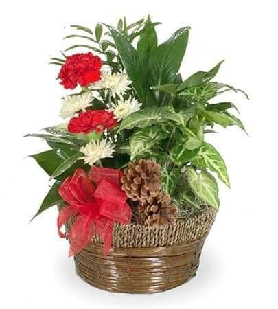 Holiday Plants with Flowers