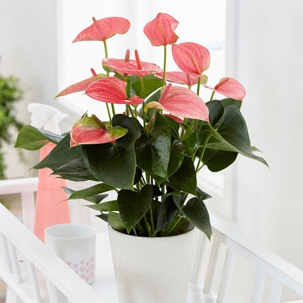 Pink Anthurium Plant