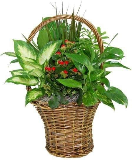 Dish Garden in Basket