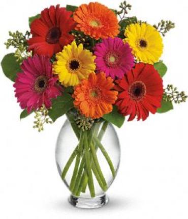 1dz Mixed Gerberas in vase