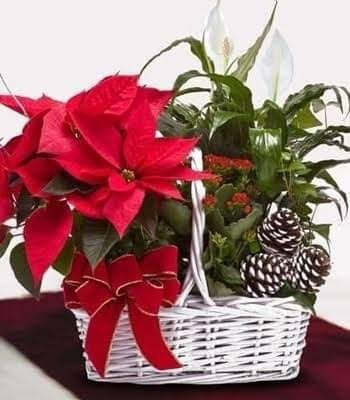 Peace Lily and Poinsettia Plant