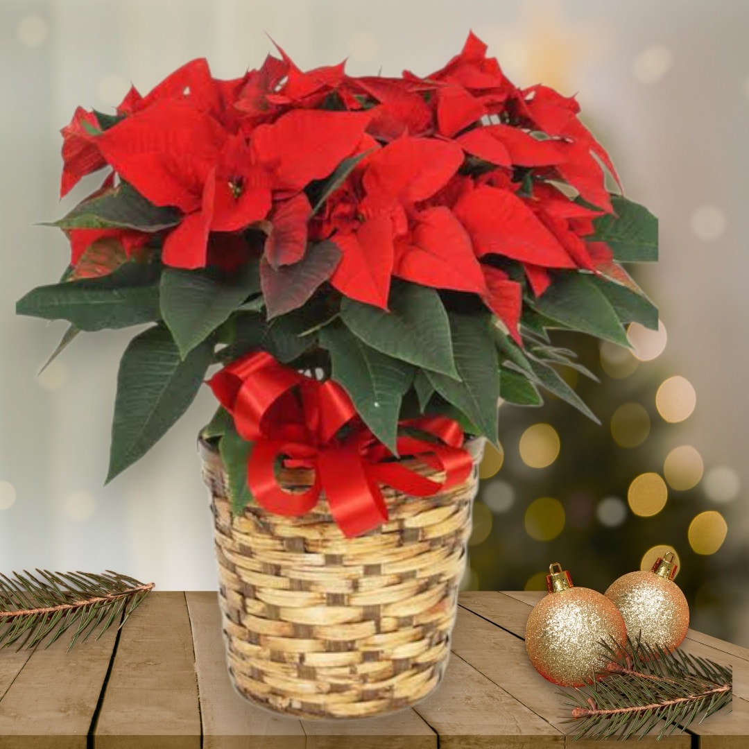 Poinsettia Plant Arranged in a Basket