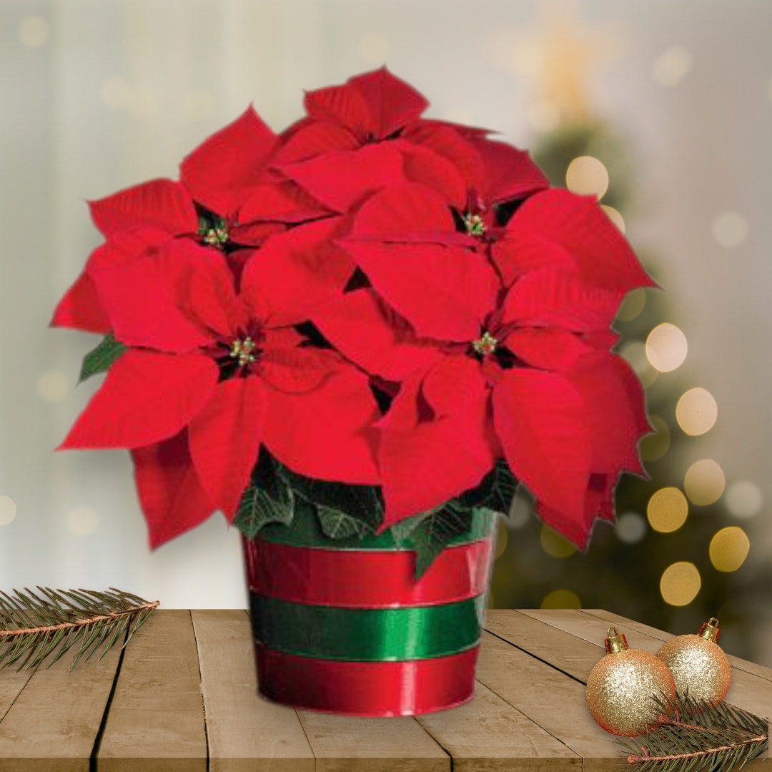 Poinsettia Plant in Can
