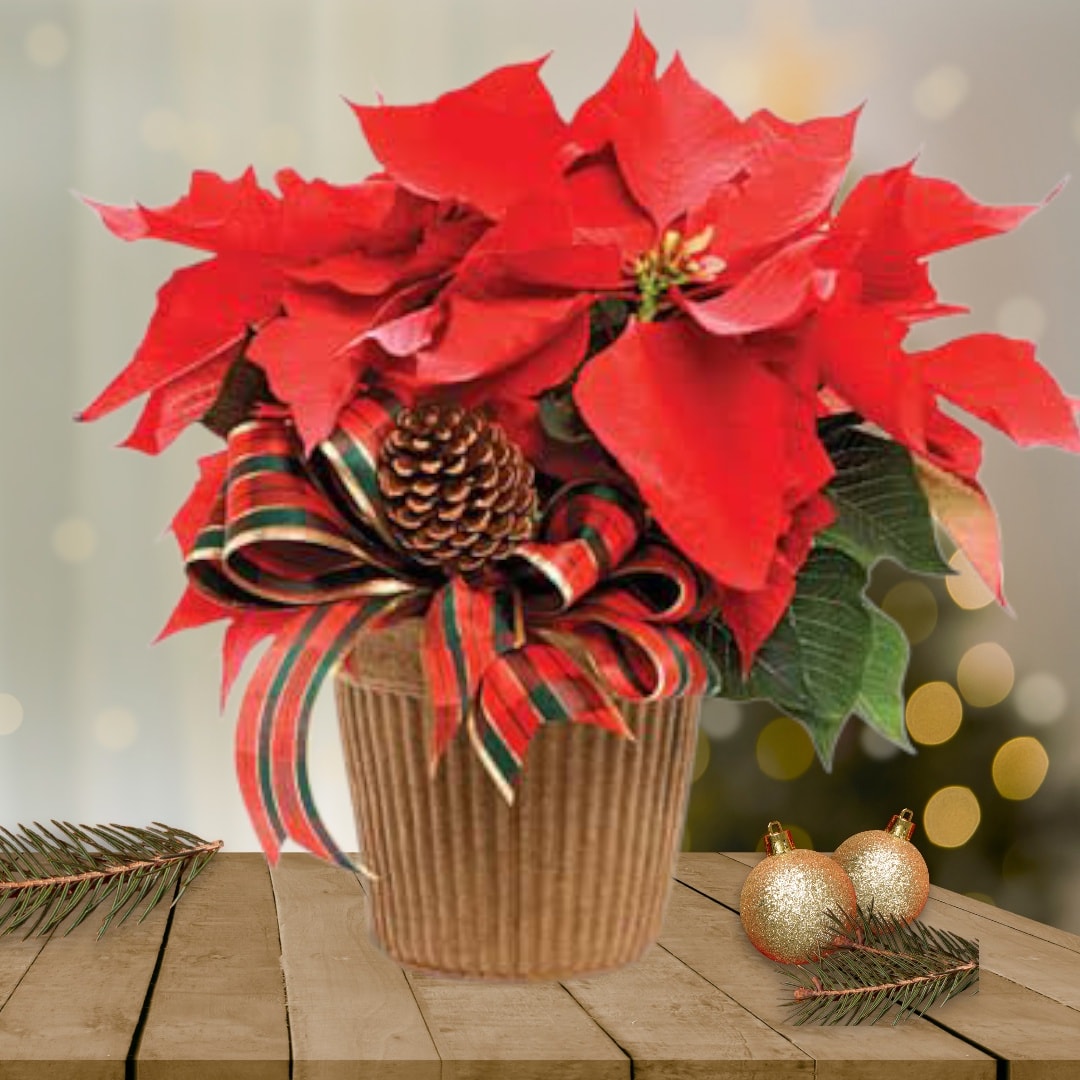 Poinsettia Plant in Clay Pot