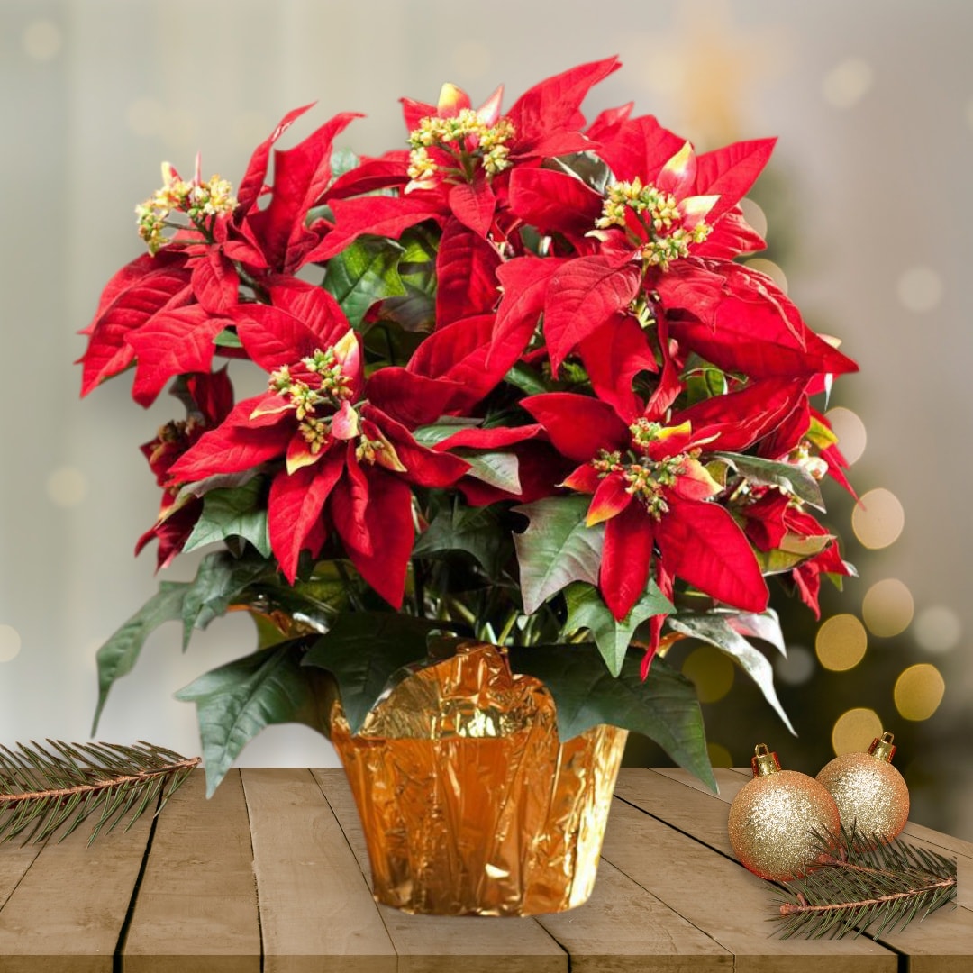 Poinsettia Plant in Golden Pot