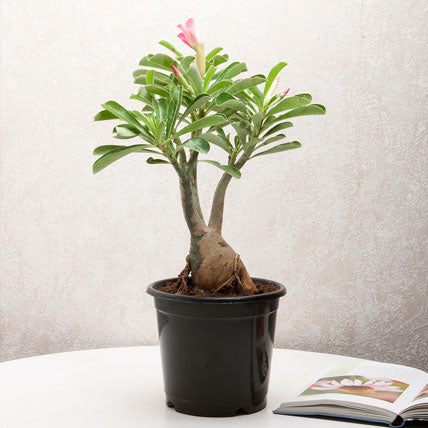 Adenium Desert Rose