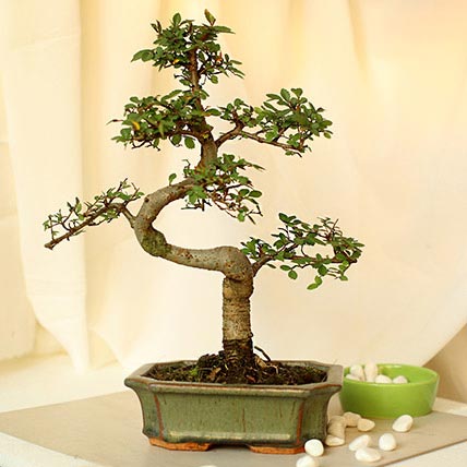 Elm Bonsai