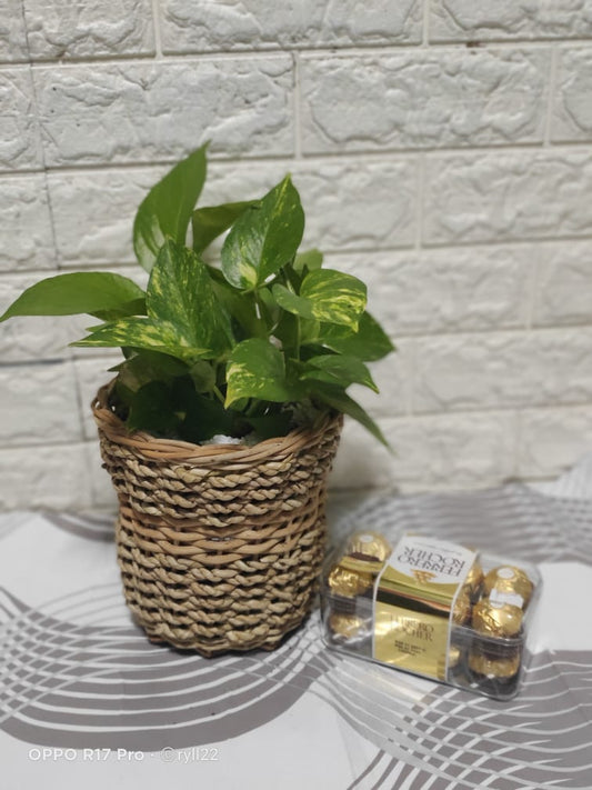 Golden Pothos