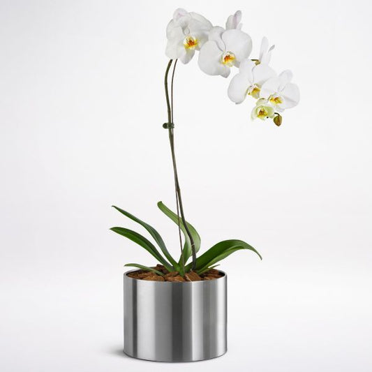 White Potted Phalaenopsis