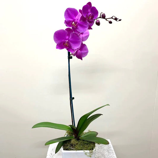 Purple Potted Phalaenopsis