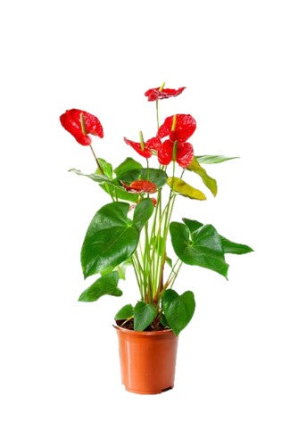 Red Anthurium Plant