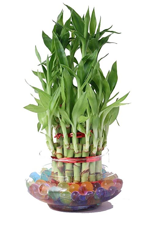 Lucky Bamboo Plant