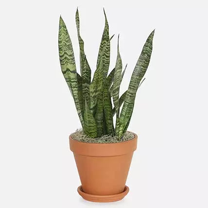 Snake Plant