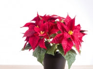 Xmas Poinsettia