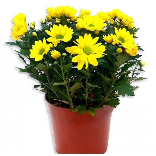 Yellow Chrysanthemum Plant