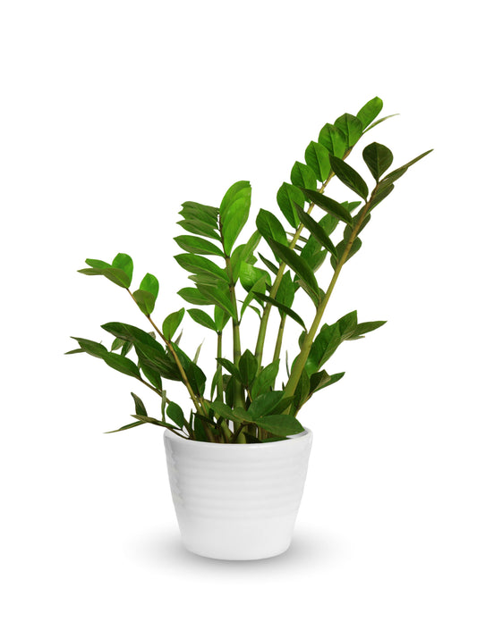 Zamia Potted Plant